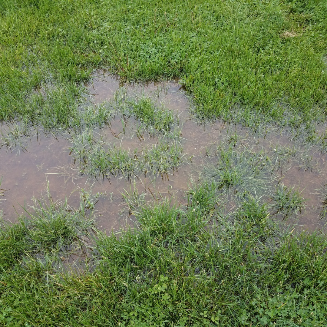 Is Your Yard Flooding? Here's How to Fix It!